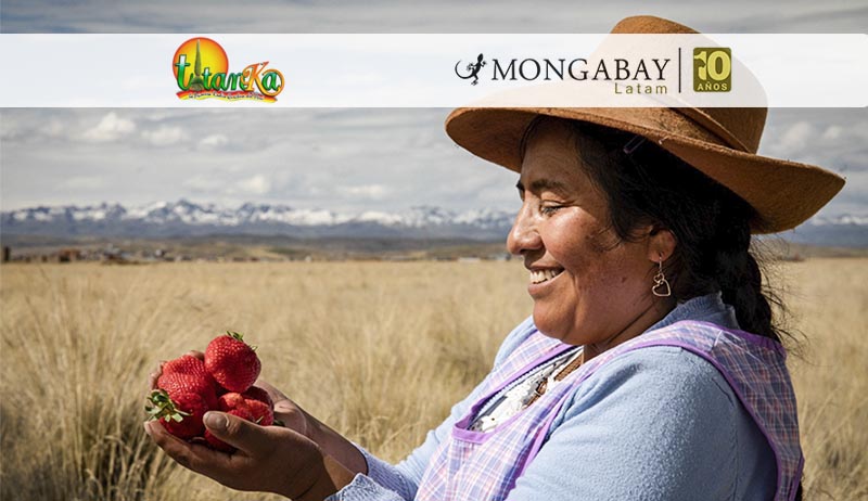 Día de la Tierra: Mujeres usan sistema de bombeo solar para producir fresas en las alturas del Cusco